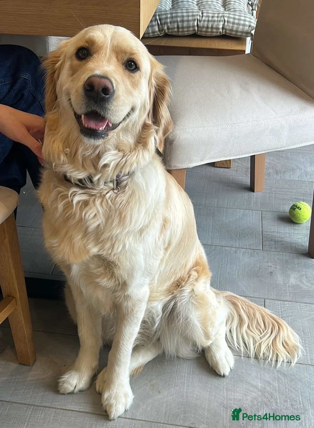 Golden Retriever dogs for sale: Beautiful Golden Retriever Puppies in Billingham - Advert 2