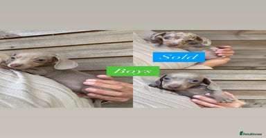 Miniature Dachshund dogs - Advert 13