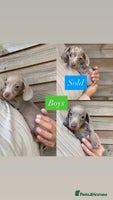 Miniature Dachshund dogs - Advert 13