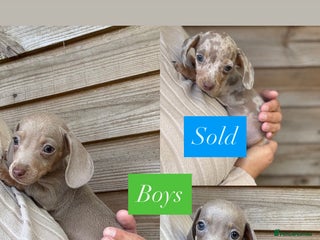 Miniature Dachshund dogs - Advert 35