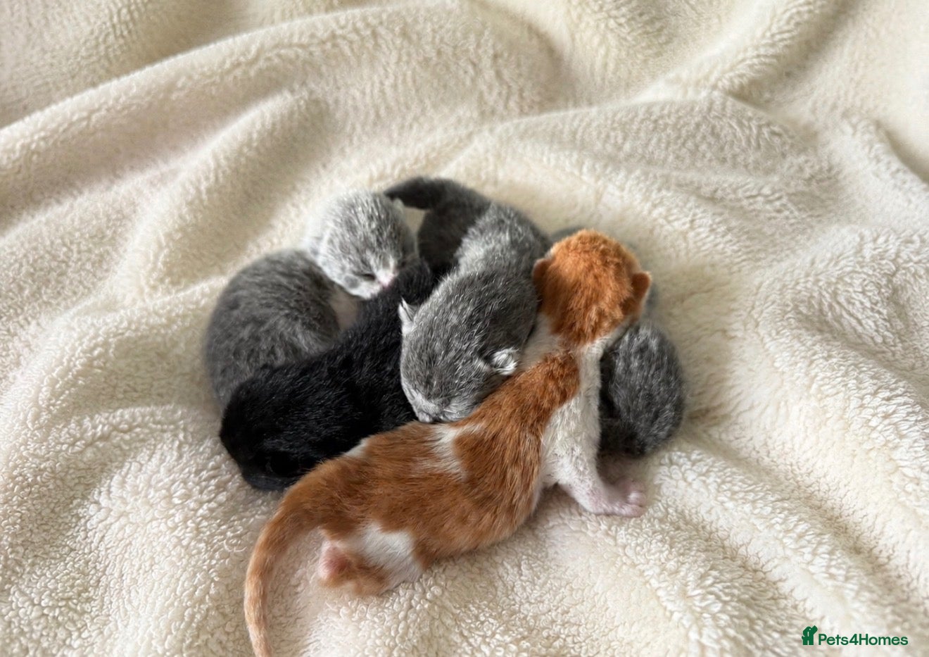 British Shorthair cats Exceptional quality British shorthair kittens  - Advert 2