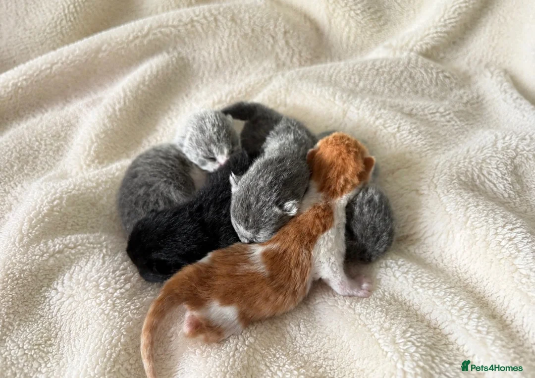 British Shorthair cats for sale: Exceptional quality British shorthair kittens  - Advert 2