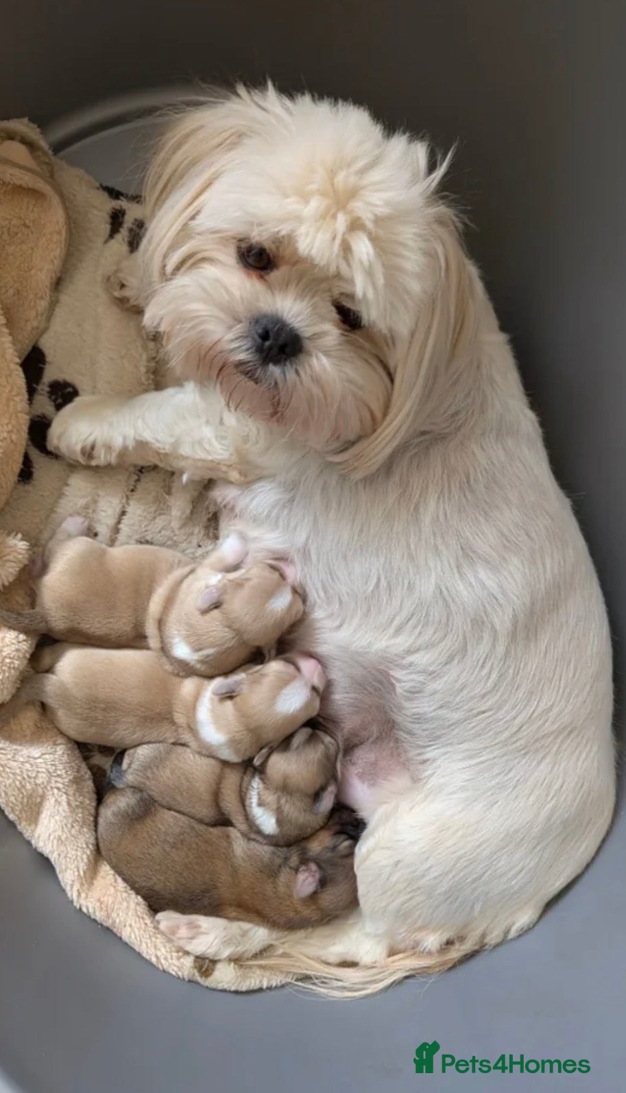 Lhasa Apso dogs Lhasa Apso Female Puppy for a loving home - Advert 4