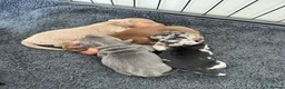 Dachshund dogs for sale: Miniature dachshunds - Advert 3