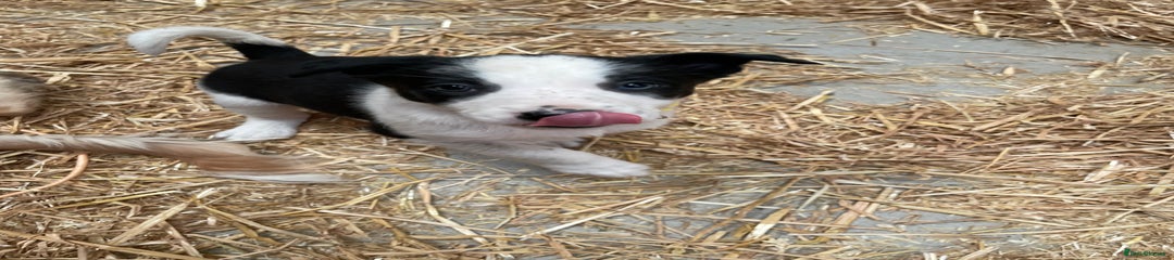 Border Collie Puppy 3