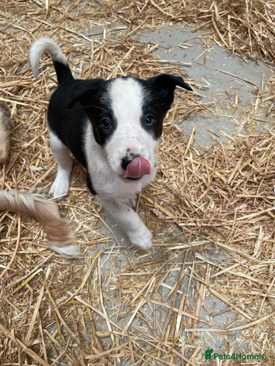 Border Collie dogs for sale: Border colliers are waiting for there new home - Image 5
