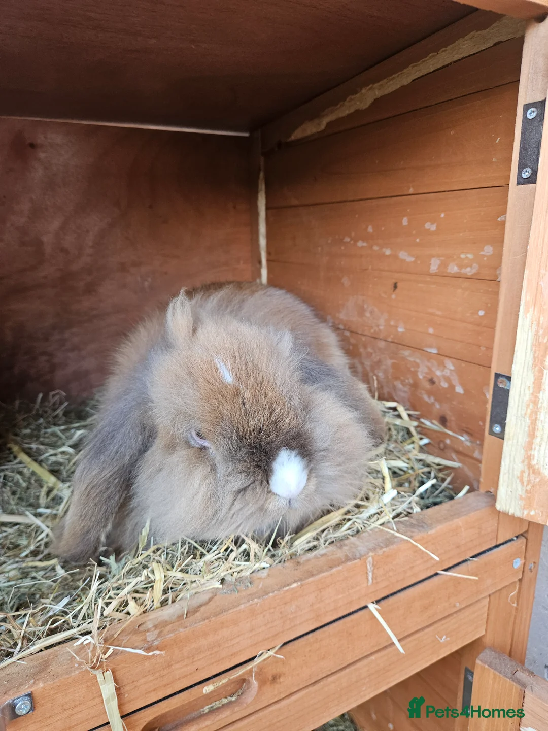 Lionhead rabbits for sale: 2 lovely lionhead rabbits for sale - Advert 4