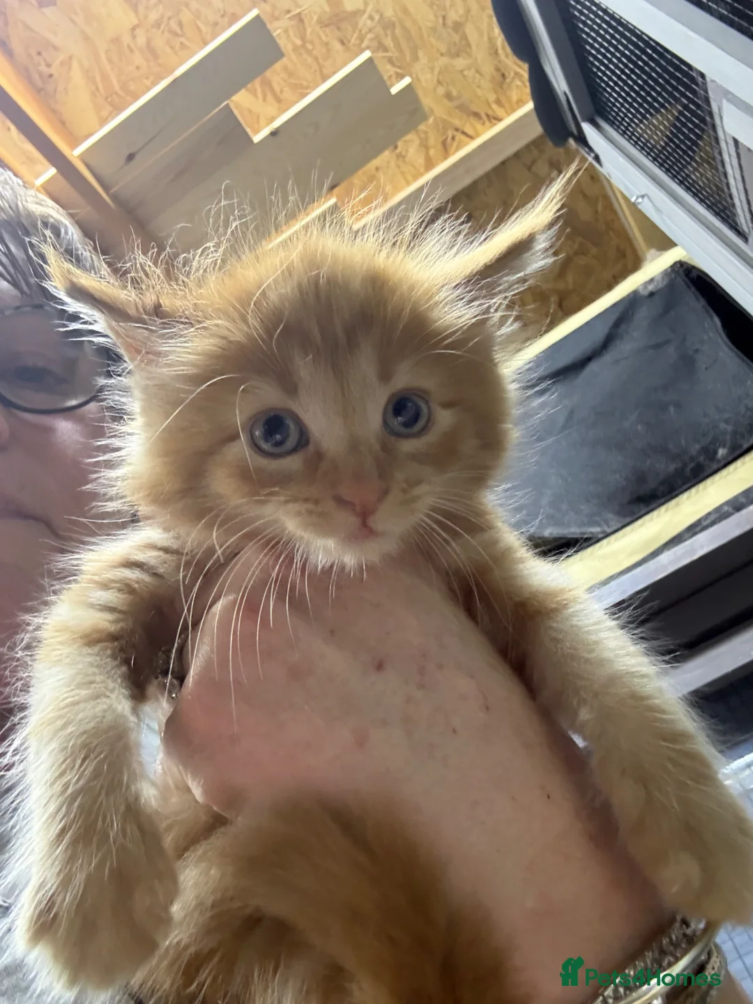 Maine Coon cats for sale: Mainecoon  - Advert 2