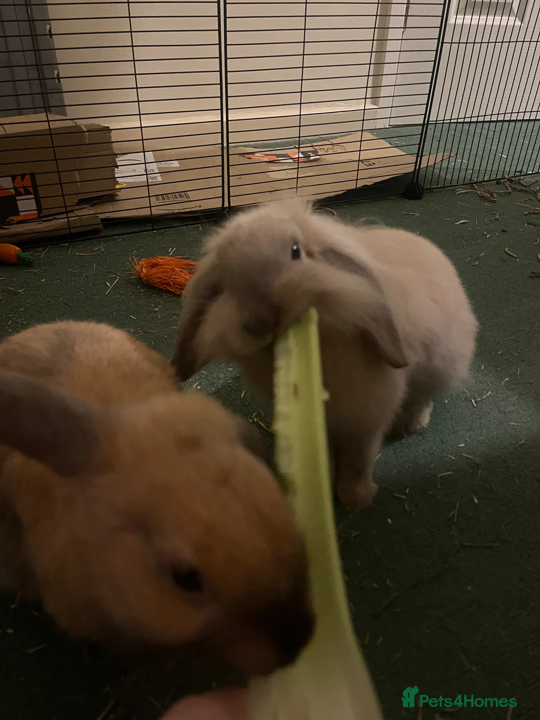 Mini Lion Lop rabbits for sale: 2 Female Lops (one lion lop)  - Advert 2
