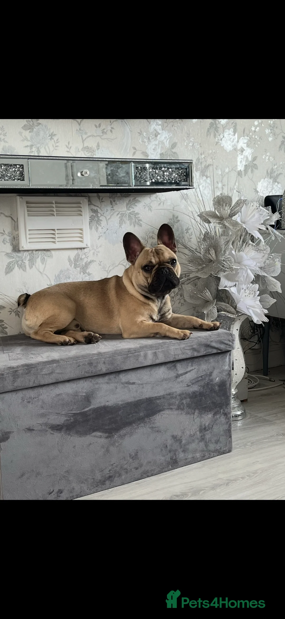French Bulldog dogs for sale: French bulldog for re homing  - Advert 4