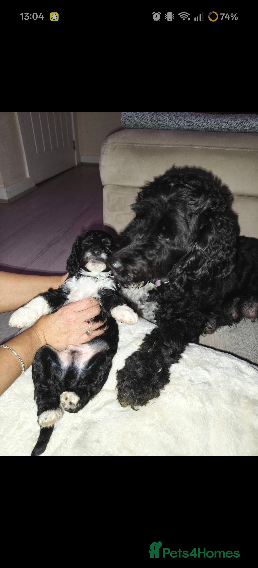 Cockapoo dogs for sale: F1b Cockapoo Puppies Last 3 Available – Ready Now. - Advert 39