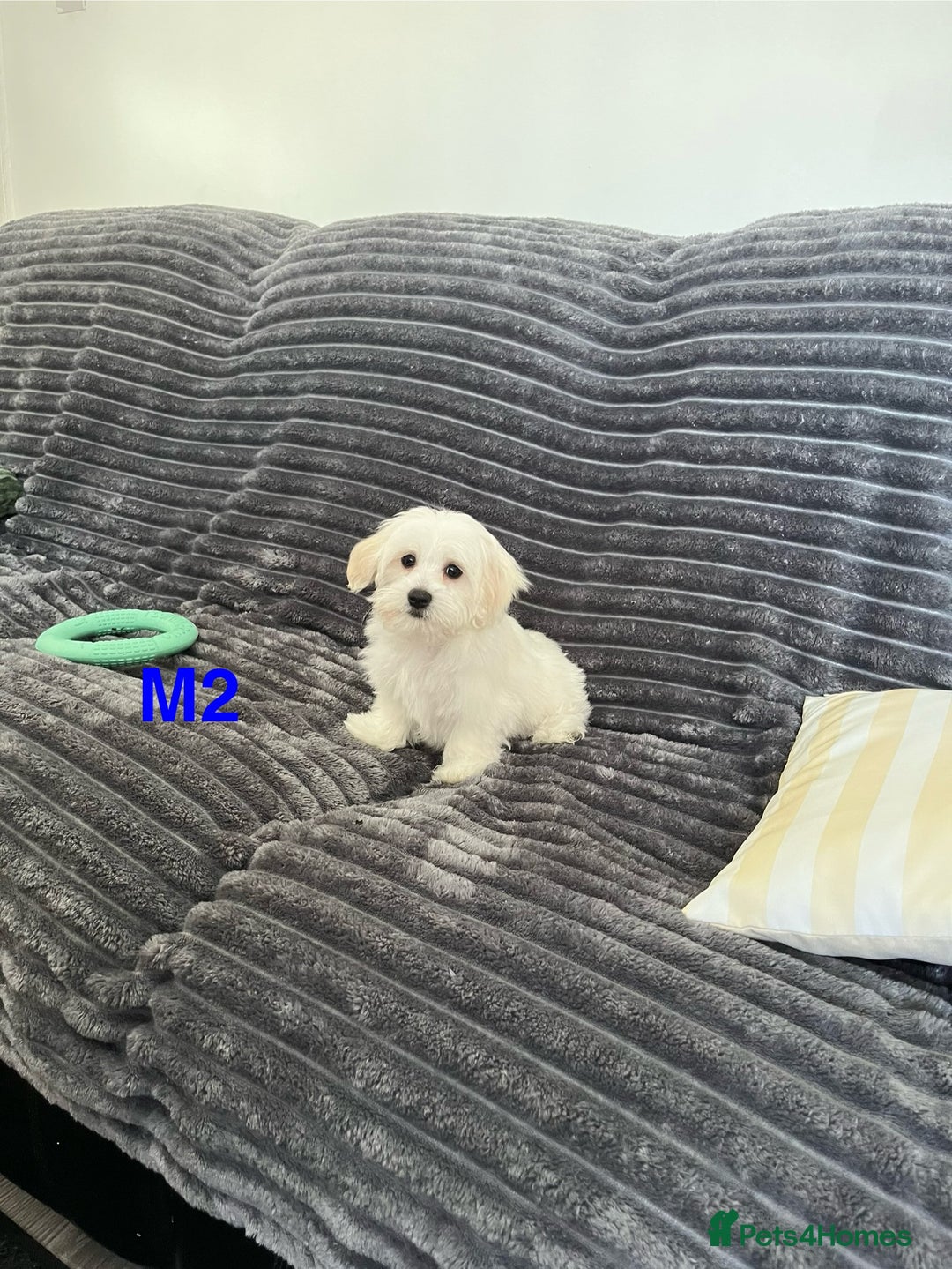 Maltese dogs for sale: Bichon puppies  in Coventry - Image 14
