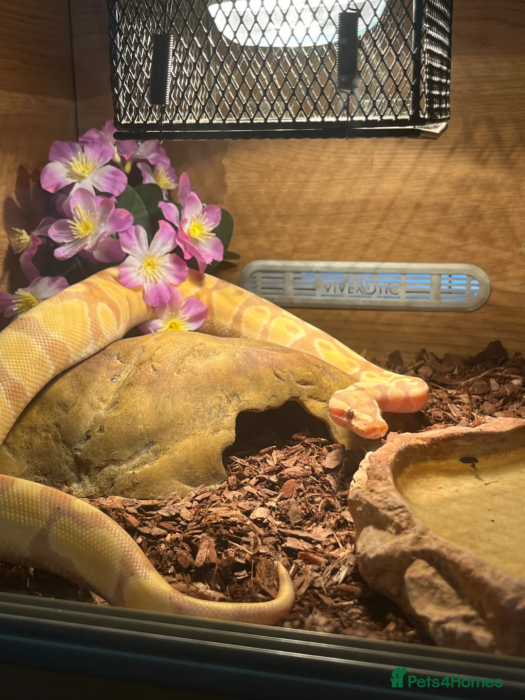 Python Snake reptiles for sale: Male Banana Python  - Advert 2