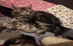Maine Coon cats for sale: 2 Gorgeous Mane Coon Kittens  - Image 2