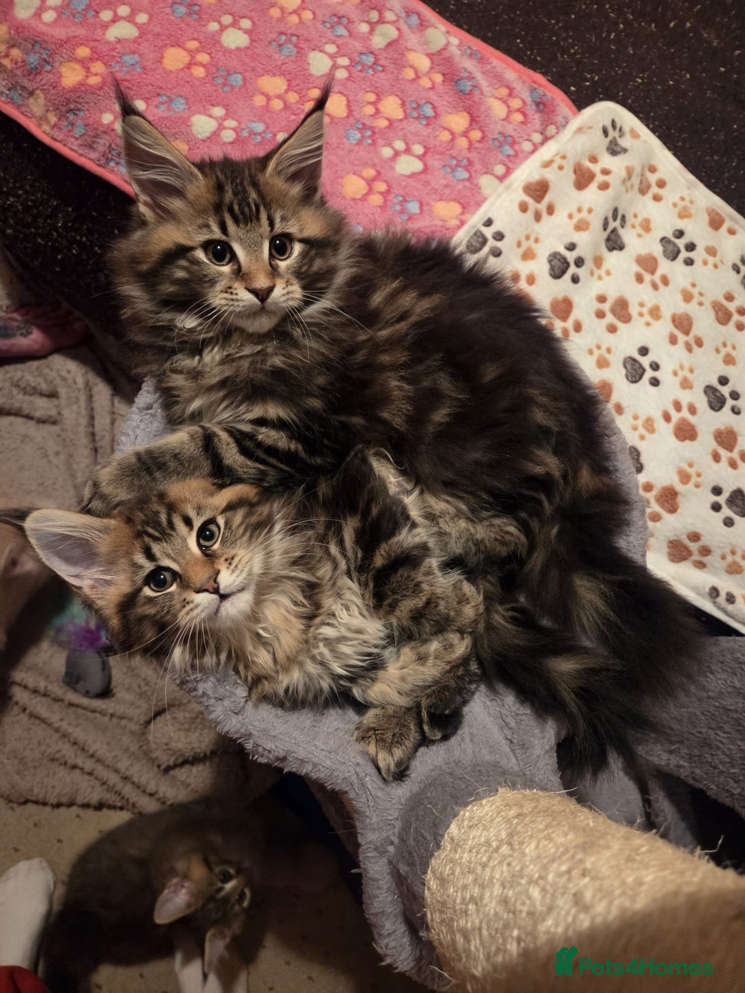 Maine Coon cats for sale: 2 Gorgeous Mane Coon Kittens  - Image 2