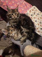 Maine Coon cats - Advert 1