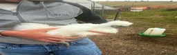Chickens poultry for sale: Silkie cockerel  - Advert 4