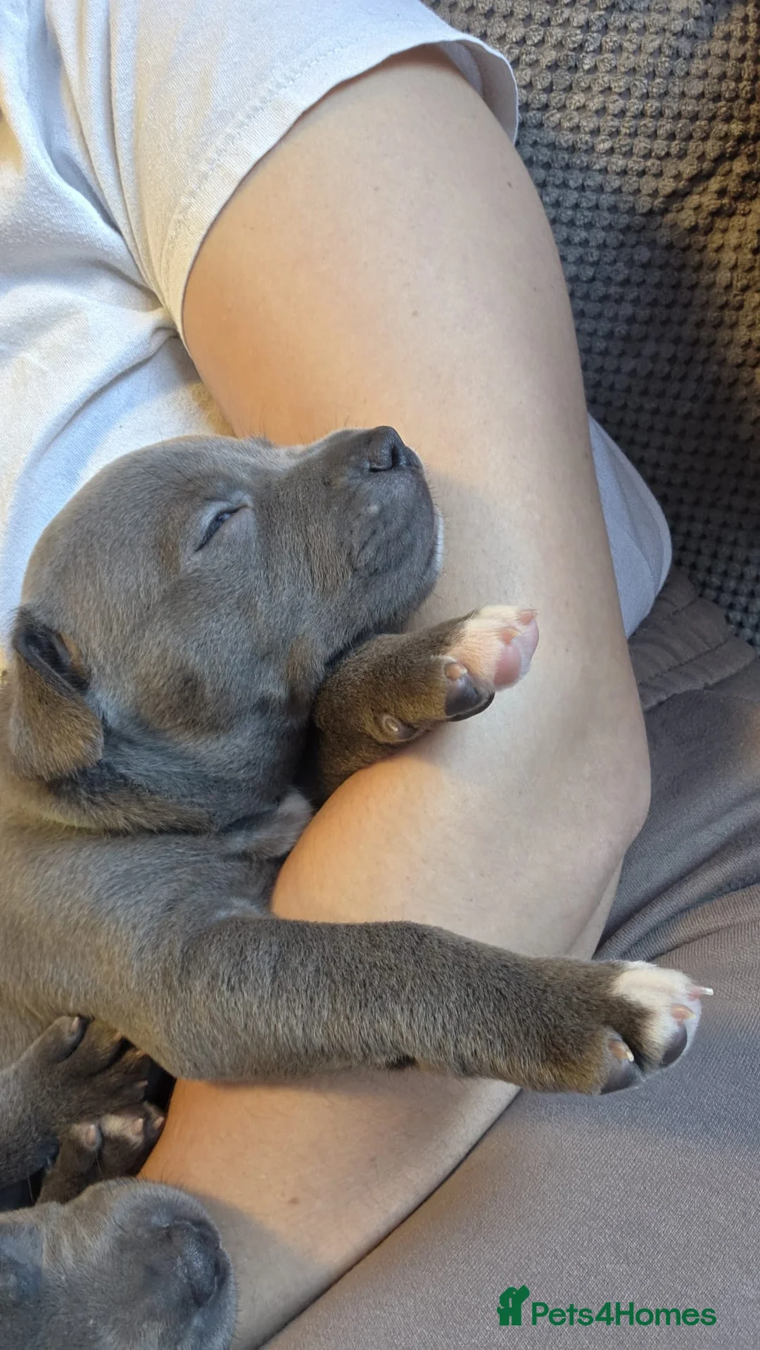 Staffordshire Bull Terrier dogs for sale: Blue staffordshire bull terrier  - Advert 2