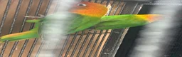 Lovebirds birds for sale: Lovebirds  - Advert 25