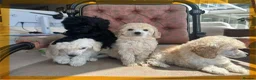 Miniature Poodle dogs for sale: Pedigree club registered Miniature poodles  - Advert 20
