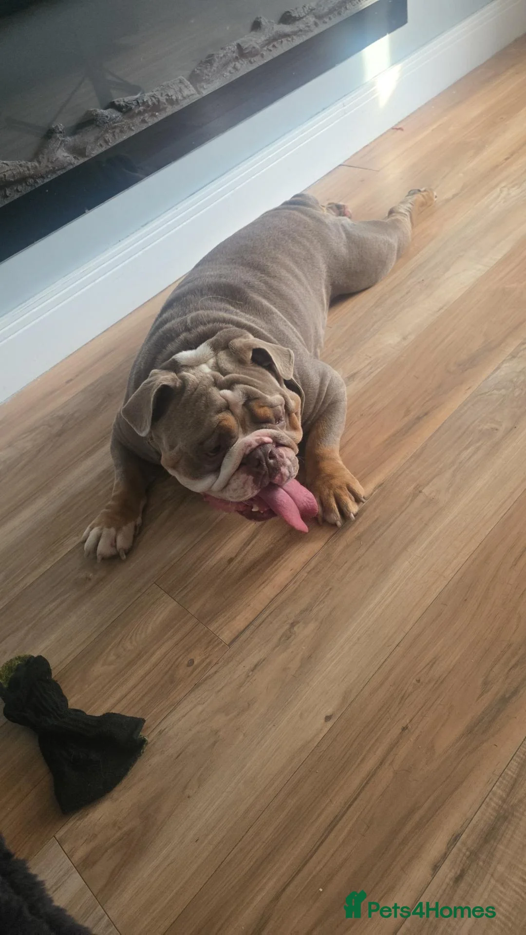 English Bulldog dogs for stud: Dahmer for stud - Advert 1
