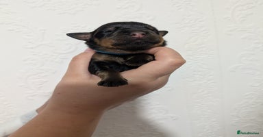 Rottweiler dogs - Advert 5