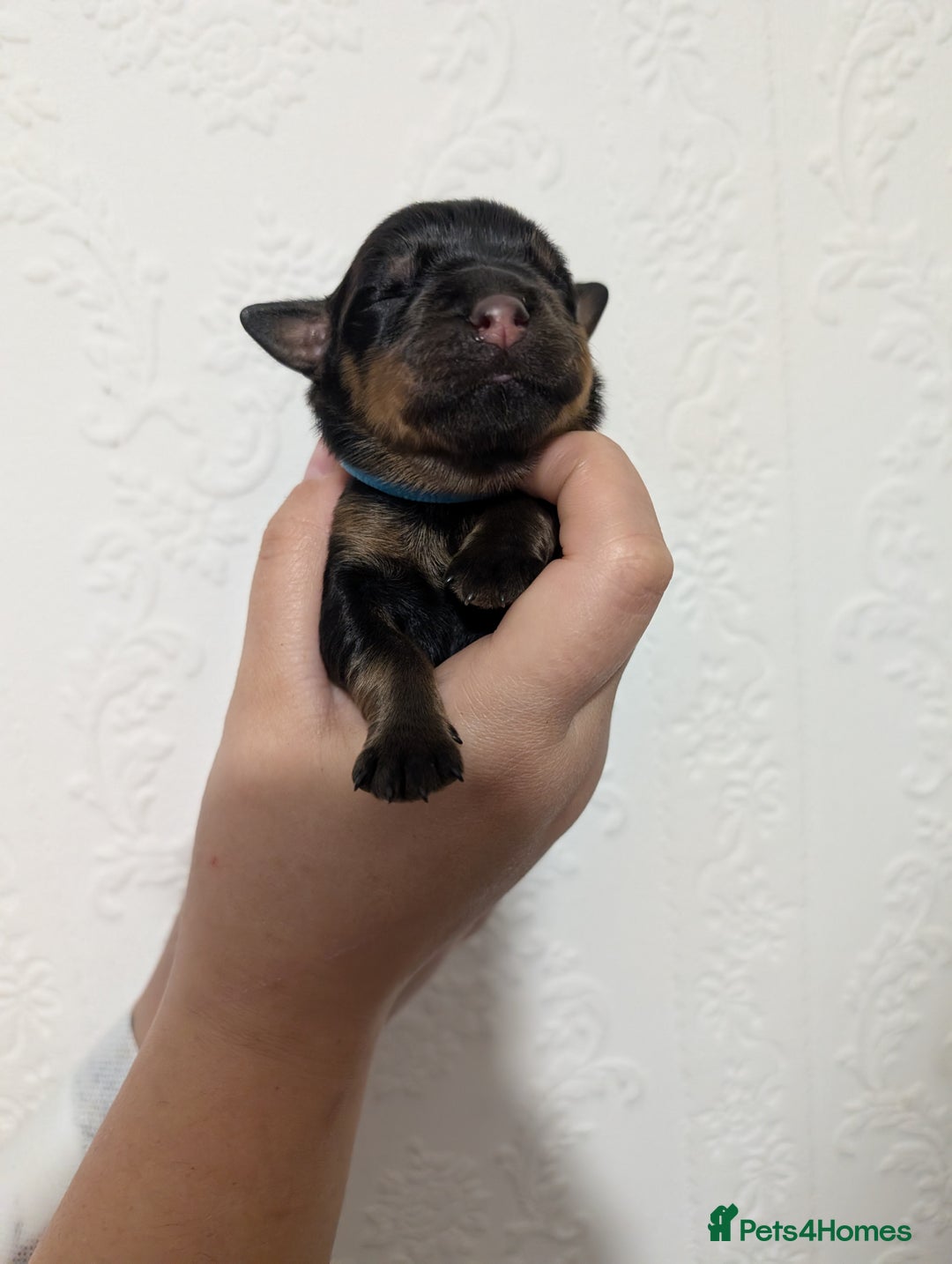 Rottweiler dogs for sale: 🐶 Rottweiler Puppies – German ADRK Bloodlines - Image 2