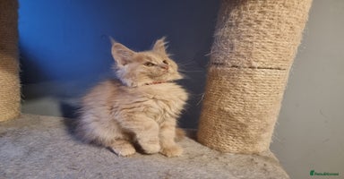 Maine Coon cats - Advert 1