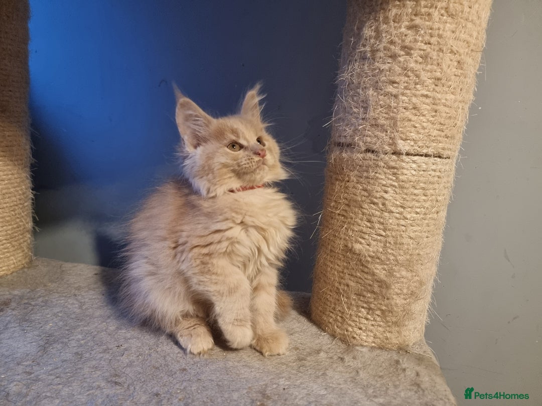 Maine Coon cats for sale: TICA REG.  Amazing kittens  - Image 3