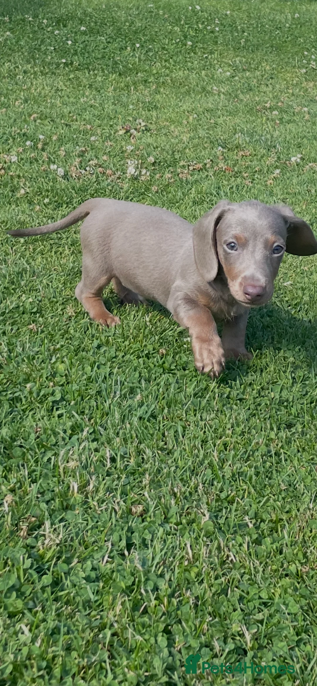 Miniature Dachshund dogs for sale: Beautiful miniature dachshunds puppies  - Advert 2