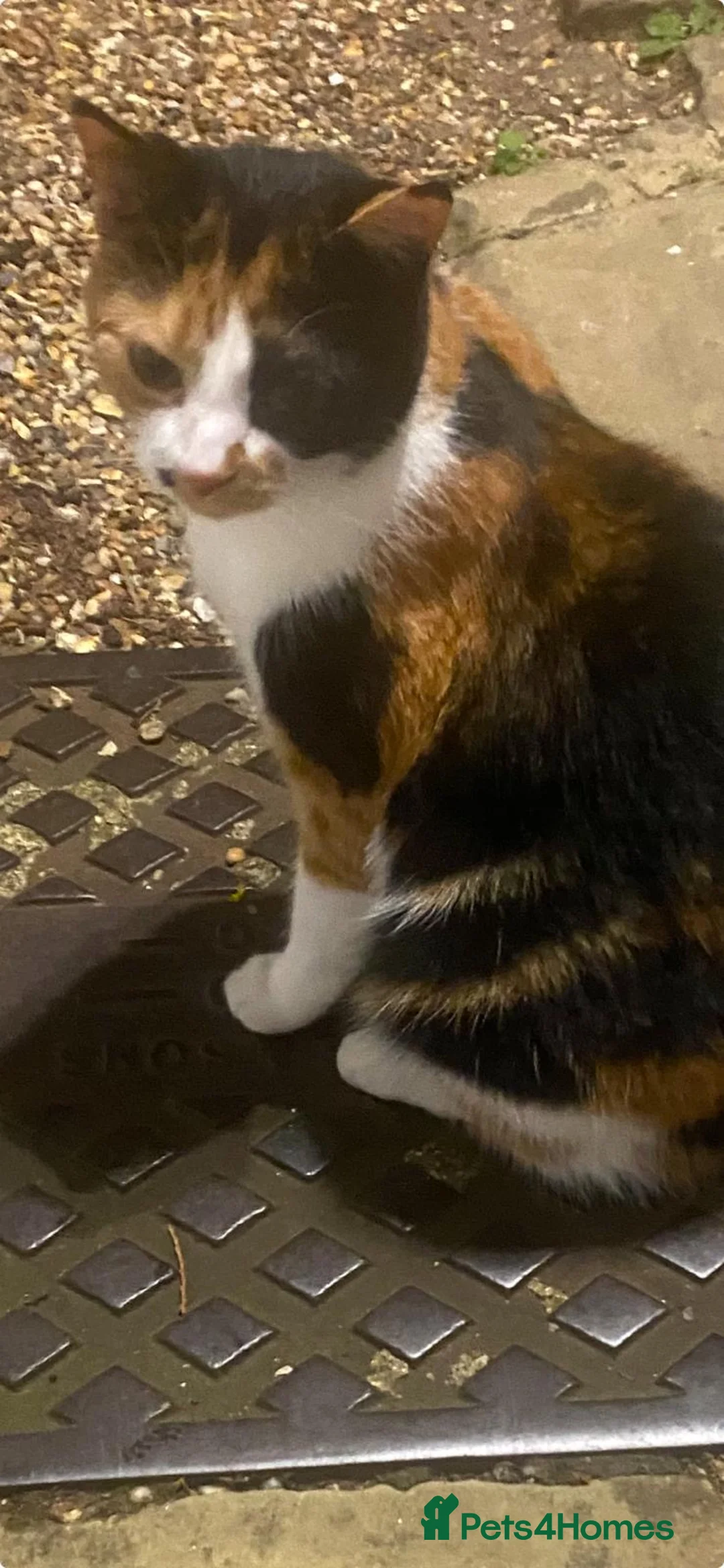 Domestic Shorthair cats for adoption: Calico Rescue Cat Looking for a Forever Home in Hook - Advert 2