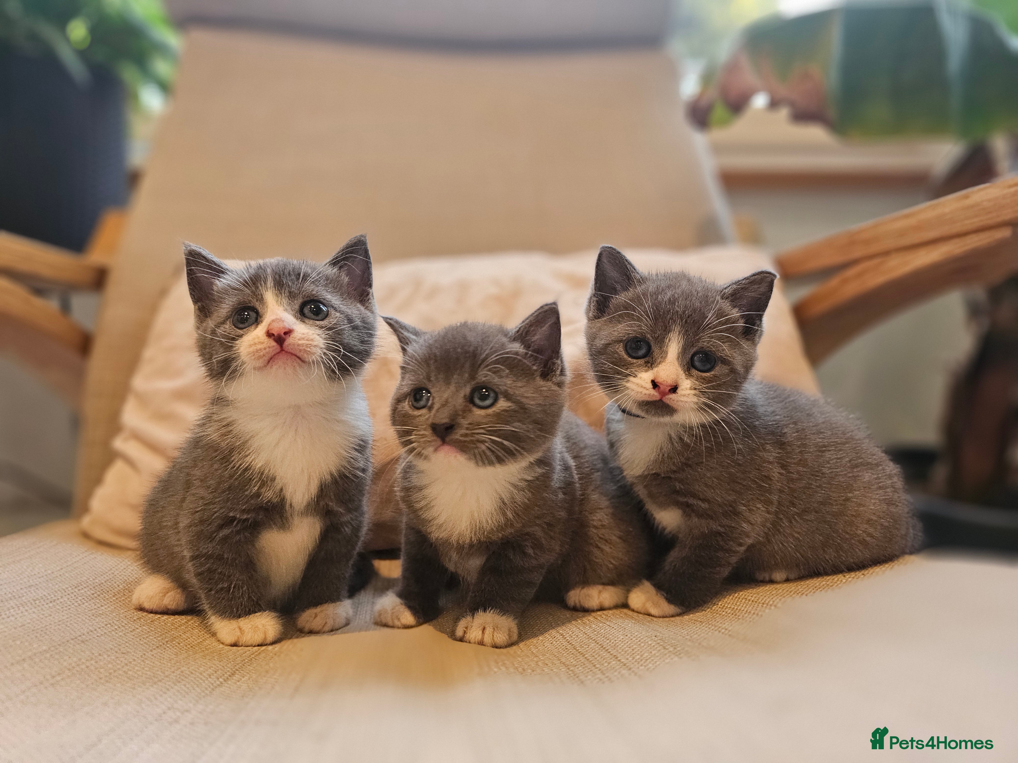 Russian Blue cats Grey kittens Blue Russian mix - Advert 2