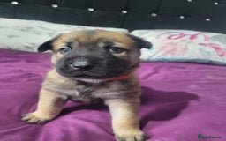 Mixed Breed dogs for sale: Belgian Malinois X Shar-pei puppies  - Image 20