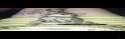 Mixed Breed cats for sale: X2 Female Kittens hand reared in Redcar - Advert 2