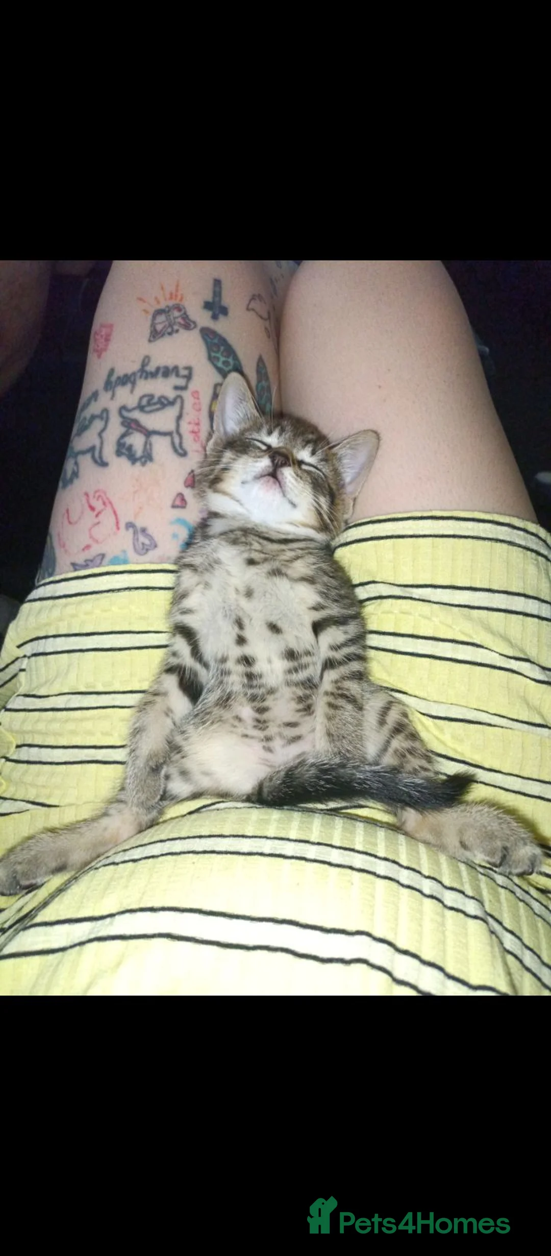 Mixed Breed cats for sale: X2 Female Kittens hand reared in Redcar - Advert 2