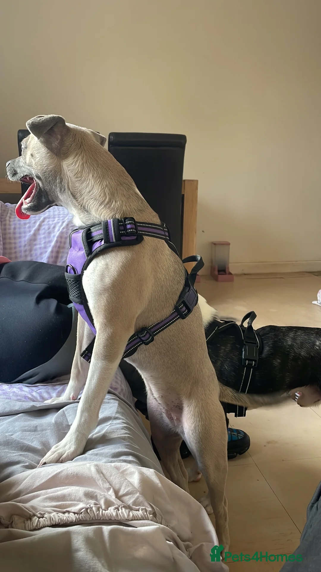 Mixed Breed dogs for sale: 9 month old female frenchie X chihuahua  - Advert 2