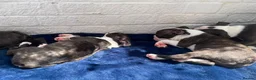 Boston Terrier dogs for sale: Brindle Boston terrier KC puppies  - Advert 17