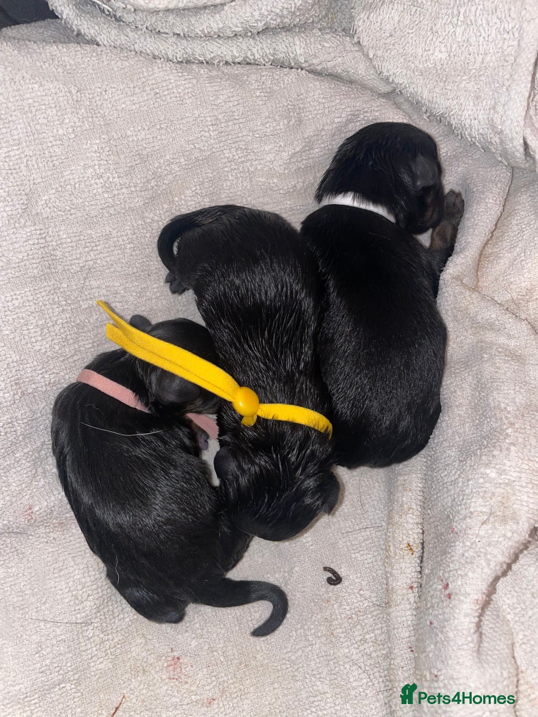 Jack Russell dogs for sale: Jack Russell Puppies - Advert 7