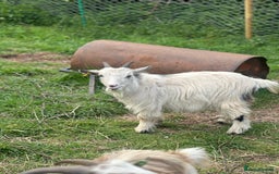 Goats livestock for sale: 2 MALE PYGMY GOATS FREE TO GOOD HOME - Image 4