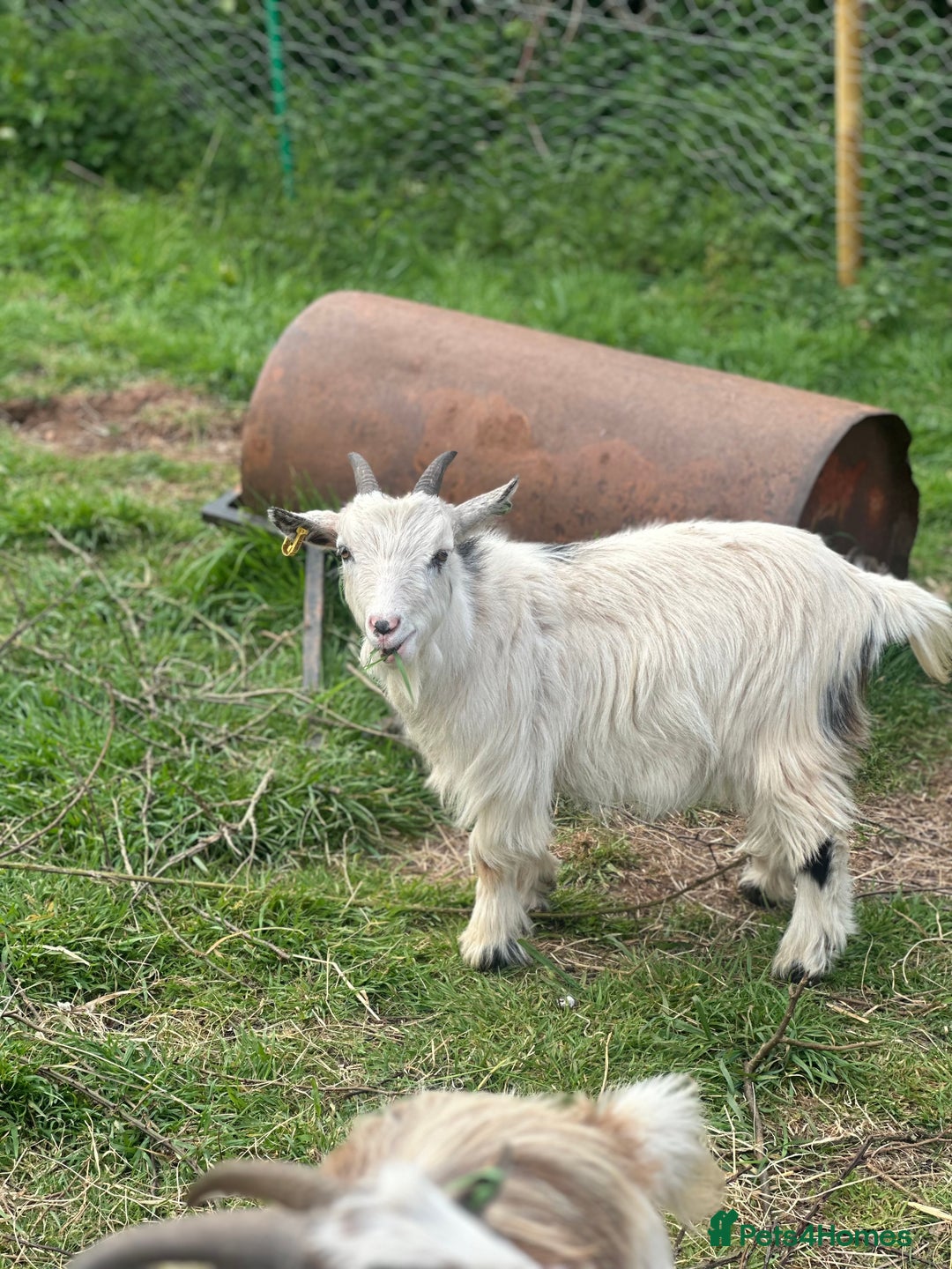 Goats livestock for sale: 2 MALE PYGMY GOATS FREE TO GOOD HOME - Image 4