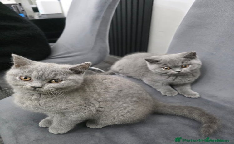 British Shorthair cats Championship Pedigree British Shorthair Kittens!! - Advert 14