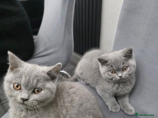 British Shorthair cats Championship Pedigree British Shorthair Kittens!! - Advert 18