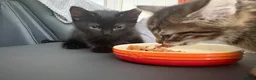 Mixed Breed cats for sale: Beautiful kittens ready for to go  - Advert 7