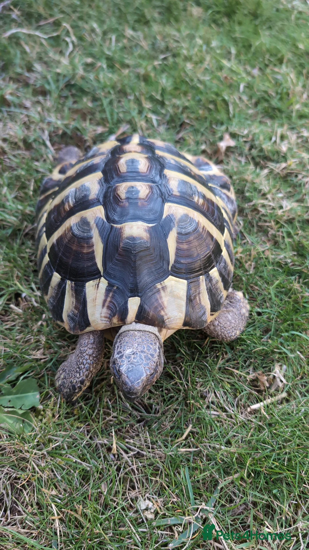 Tortoise reptiles for sale: Hermann's tortoise  in Tonbridge - Advert 4