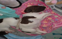 English Springer Spaniel dogs for sale:   English Springer Spaniel puppies  - Image 10