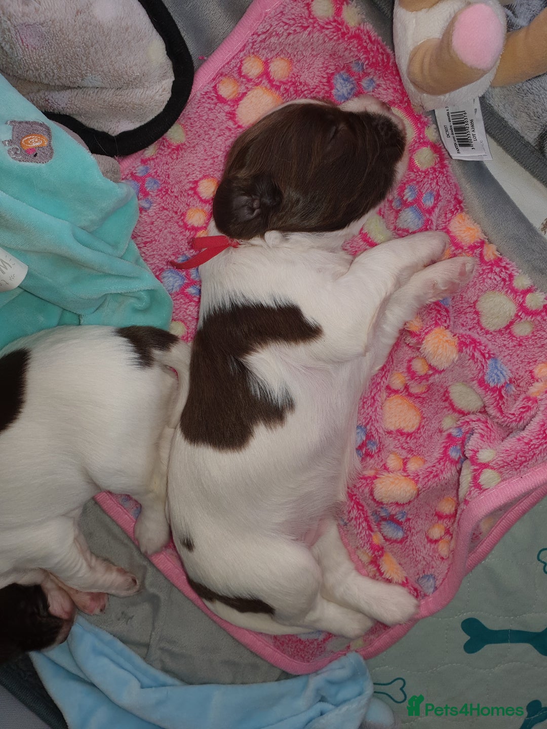English Springer Spaniel dogs for sale:   English Springer Spaniel puppies  - Image 10