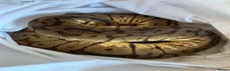 Python Snake reptiles for sale: Pastel-spider Royal Python - Advert 4
