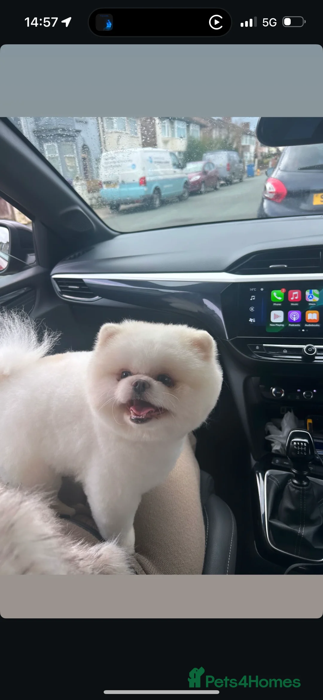 Pomeranian dogs for stud: Teddy  - Advert 10