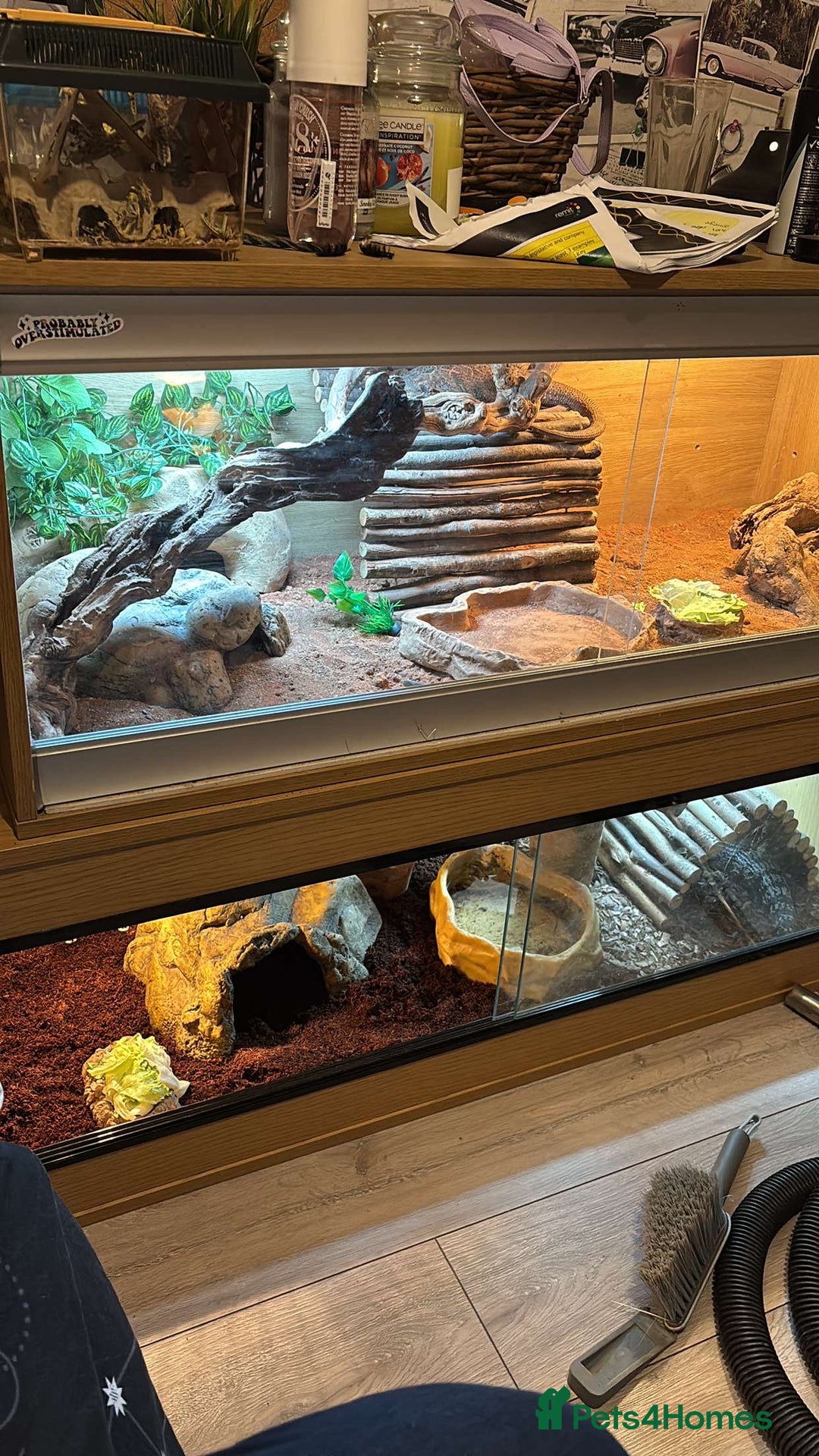 Bearded Dragon reptiles for sale: Bearded dragon plus set up  - Image 3