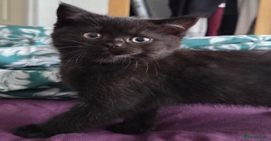 Scottish Fold cats - Advert 9